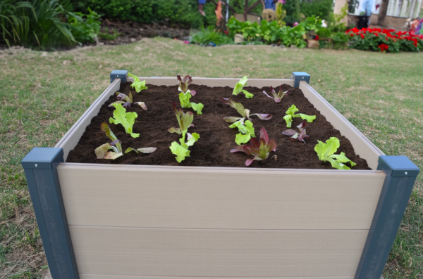 Carré potager avec des salades